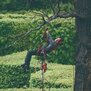 ECHO CS 362TES Benzin Kettensäge - 1,5kW – Bild 6